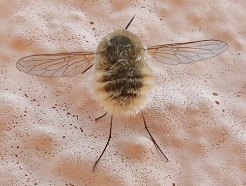 Réf. 329 520 : Systoechus sp.