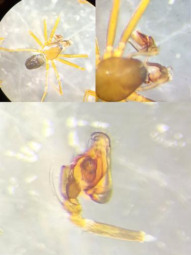 Diplostyla concolor