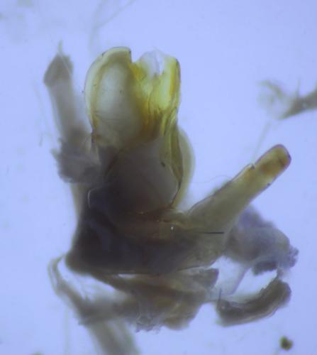 Cylindroiulus sp.