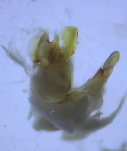 Cylindroiulus broti