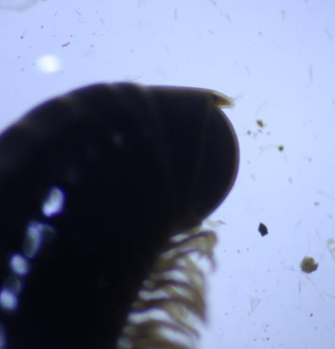 Cylindroiulus sp.