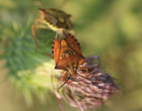 Carpocoris mediterraneus atlanticus