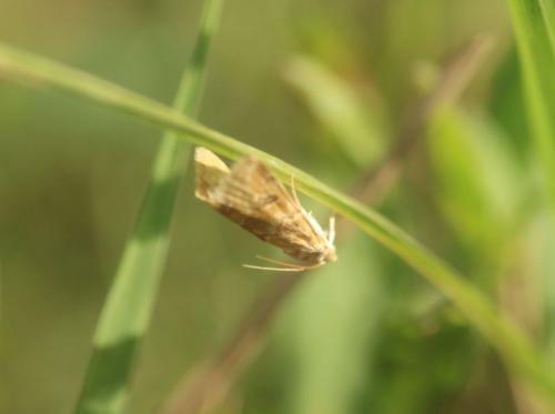 Réf. 329 753 : Hellula undalis