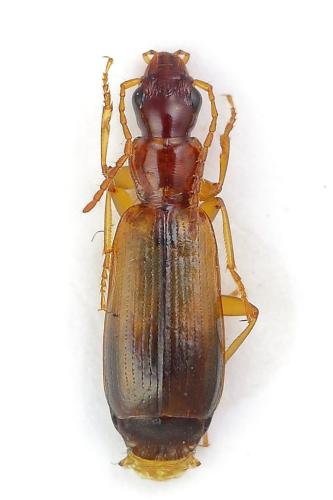 Réf. 329 166 : Paradromius linearis
