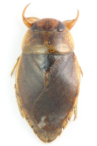 Ilyocoris cimicoides