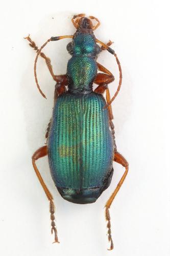 Réf. 329 219 : Drypta dentata