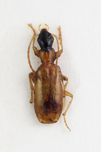 Réf. 329 220 : Demetrias monostigma