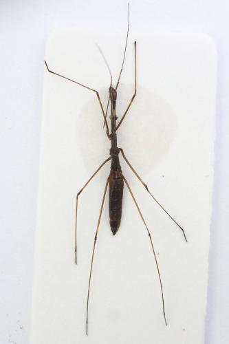 Hydrometra stagnorum