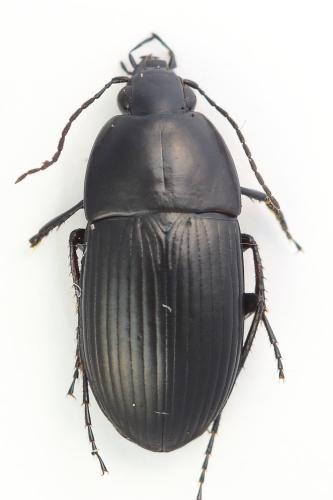 Réf. 329 300 : Oodes helopioides