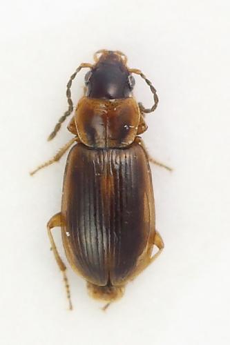 Réf. 329 299 : Acupalpus sp.