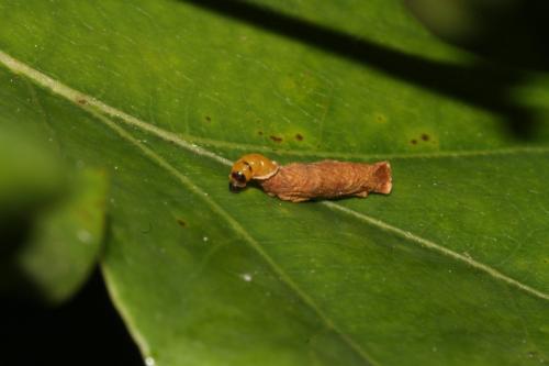 Coleophora sp.