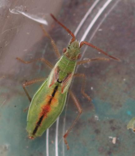 Réf. 329 110 : Myrmus miriformis