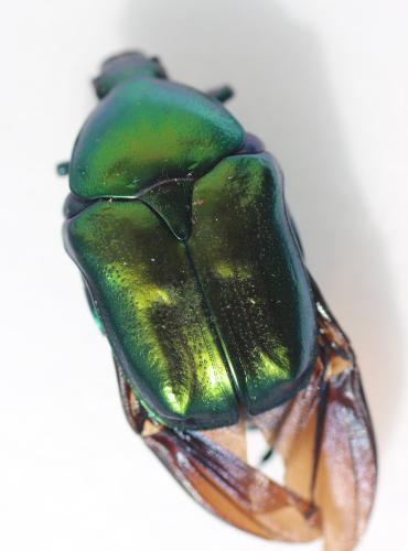 Eupotosia affinis