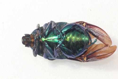 Eupotosia affinis