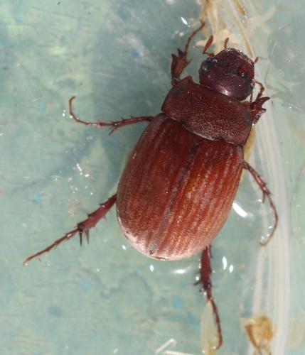 Réf. 329 962 : Maladera holosericea