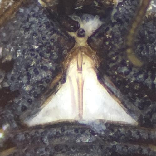 Centetostoma juberthiei