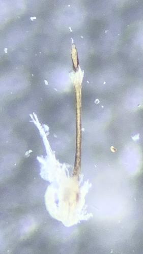 Centetostoma juberthiei