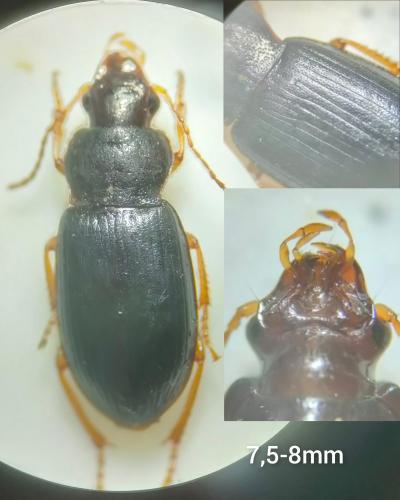 Réf. 329 579 : Ophonus sp.