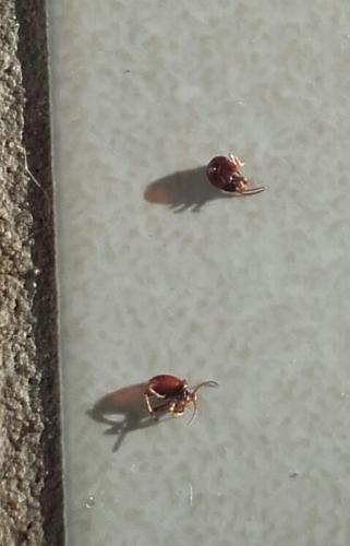 Gibbium sp.