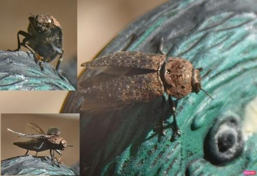 Réf. 329 504 : Capnodis tenebricosa