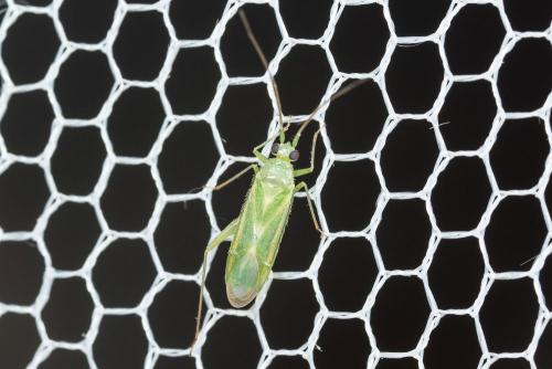 Brachynotocoris puncticornis