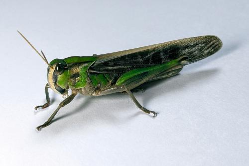 Réf. 329 924 : Locusta migratoria