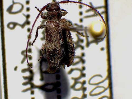 Réf. 329 807 : Exocentrus sp.
