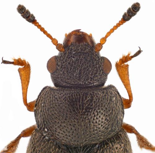 Brachypterus curtulus