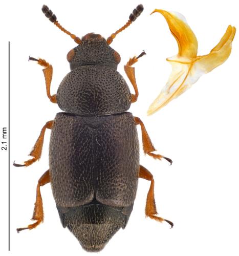 Réf. 329 084 : Brachypterus curtulus