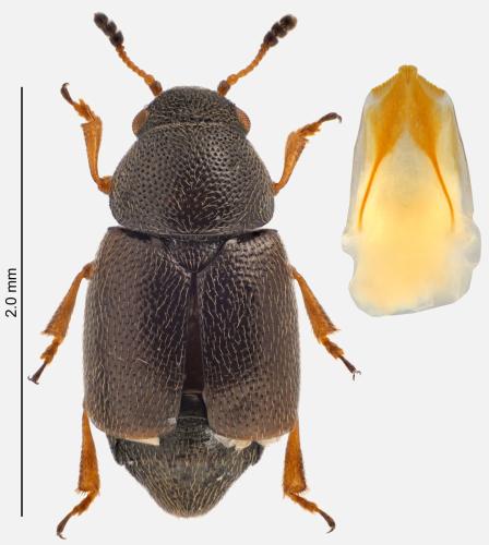 Réf. 329 083 : Brachypterus curtulus