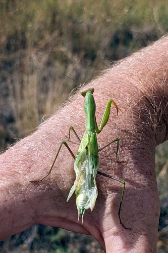 Mantis religiosa