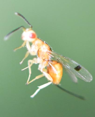 Réf. 329 121 : Megastigmus sp.