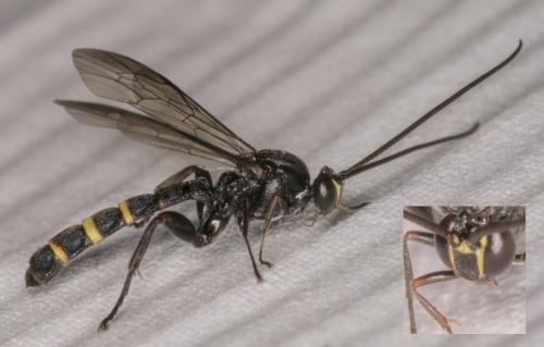 Metopius fuscipennis