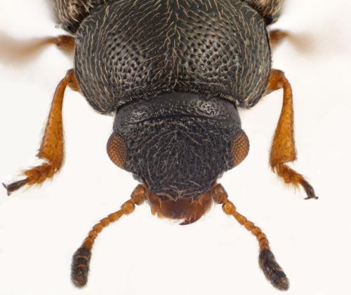 Réf. 329 082 : Brachypterus curtulus
