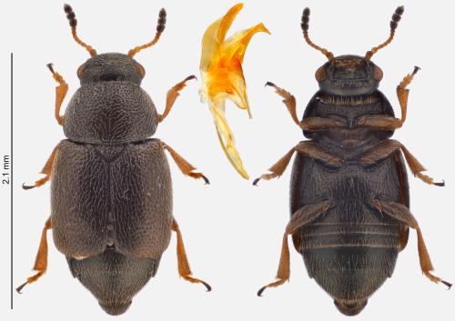 Réf. 329 081 : Brachypterus curtulus