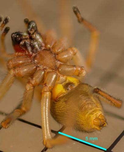 Réf. 329 024 : Cheiracanthium punctorium