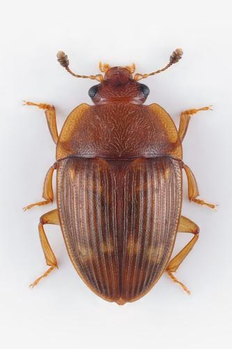 Stelidota geminata