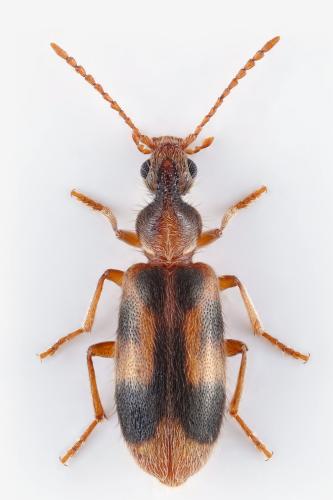 Notoxus monoceros