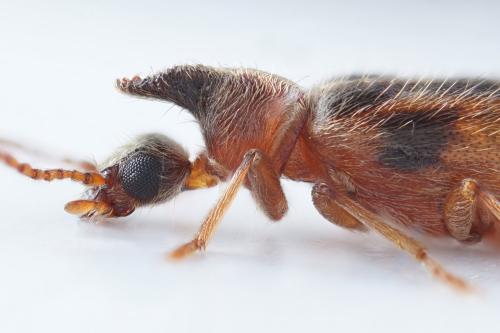 Réf. 329 630 : Notoxus monoceros
