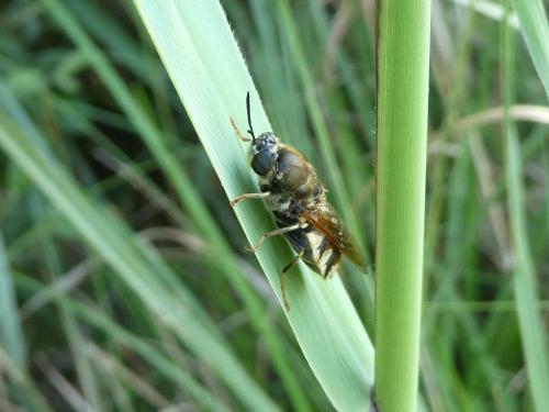 Stratiomys singularior
