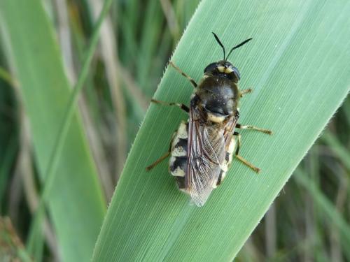 Stratiomys singularior
