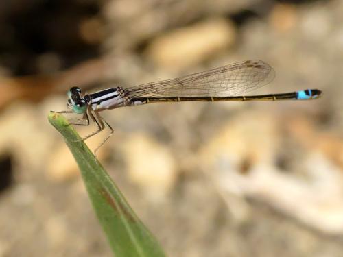 Ischnura sp.