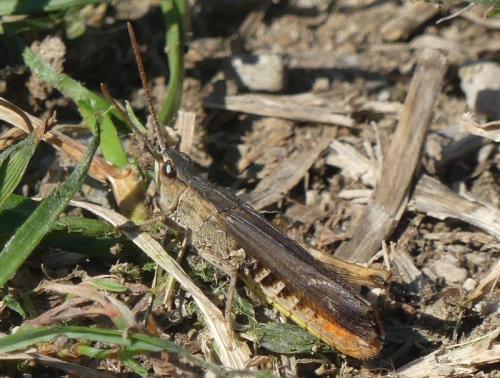 Réf. 329 640 : Chorthippus sp.