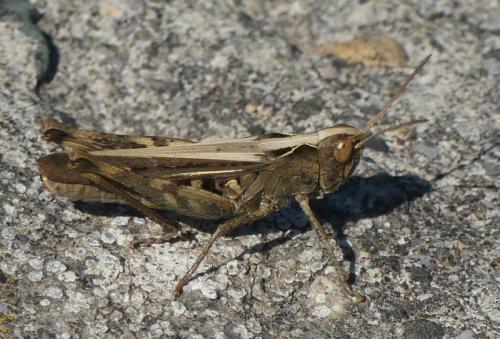 Réf. 329 714 : Chorthippus sp.