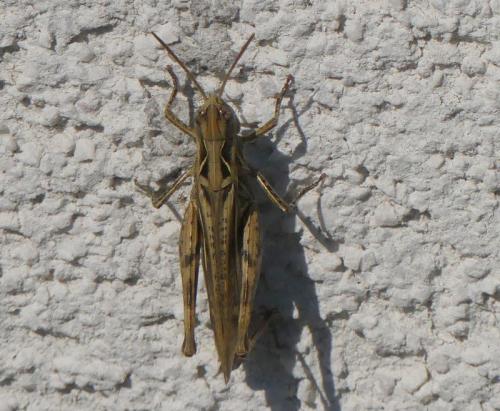 Chorthippus sp.