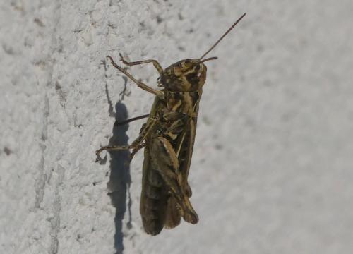 Réf. 329 711 : Chorthippus sp.