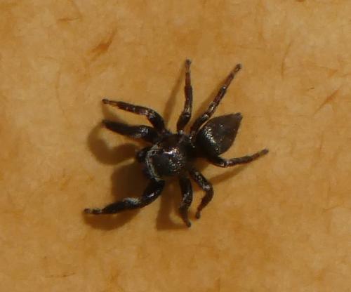 Evarcha arcuata