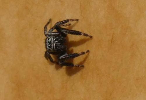 Evarcha arcuata