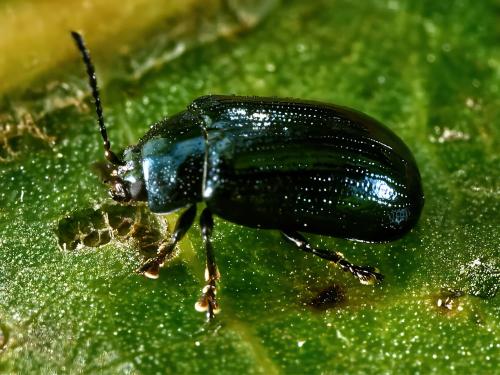 Phratora sp.