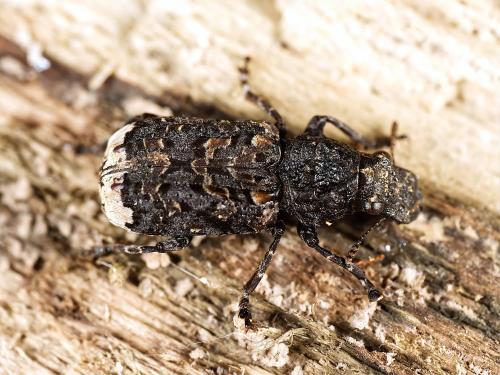 Réf. 329 059 : Platyrhinus resinosus